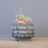 【宮島將實陶器鉢】O.カカリオイデス（実生）EC2170