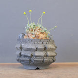 【宮島將實陶器鉢】O.カカリオイデス（実生）EC2170