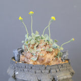 【宮島將實陶器鉢】O.カカリオイデス（実生）EC2170