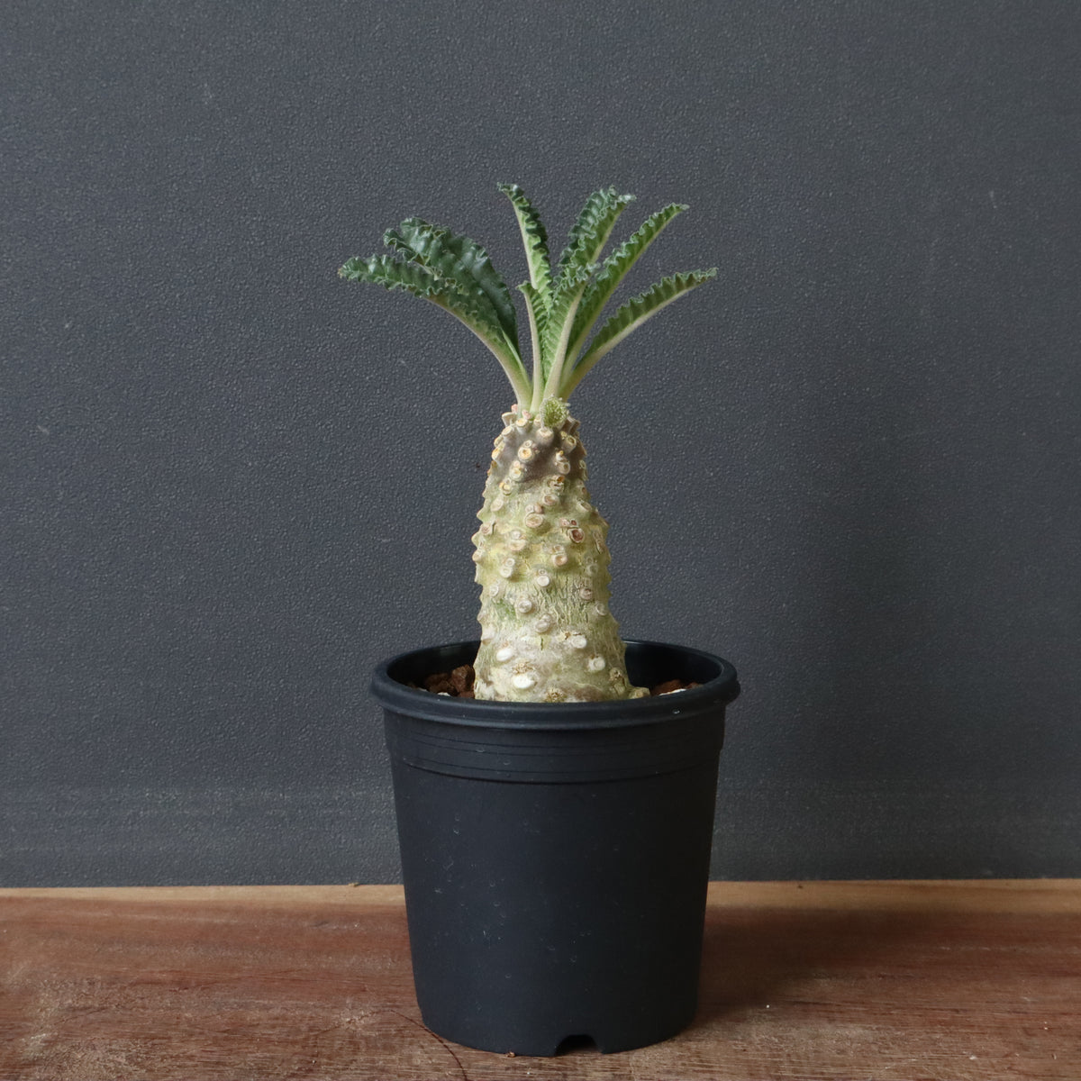 塊根植物 – 8ページ目 – TaiShoDo ONLINE SHOP