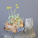 【宮島將實陶器鉢】O.カカリオイデス（実生）EC2170