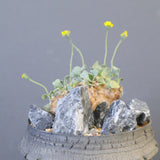 【宮島將實陶器鉢】O.カカリオイデス（実生）EC2170