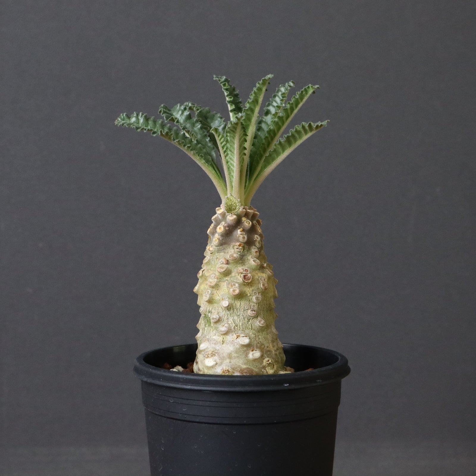 D.ラブラニー 38 – TaiShoDo ONLINE SHOP