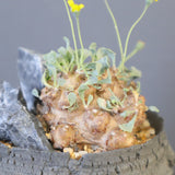 【宮島將實陶器鉢】O.カカリオイデス（実生）EC2170