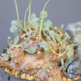 【宮島將實陶器鉢】O.カカリオイデス（実生）EC2170