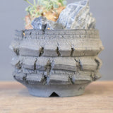 【宮島將實陶器鉢】O.カカリオイデス（実生）EC2170