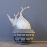 【宮島將實陶器鉢】P.グラキリス 1960