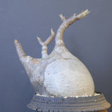 【宮島將實陶器鉢】P.グラキリス 1960