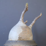 【宮島將實陶器鉢】P.グラキリス 1960