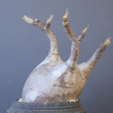 【宮島將實陶器鉢】P.グラキリス 1960