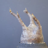 【宮島將實陶器鉢】P.グラキリス 1960