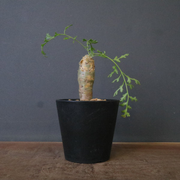 塊根植物 – 13ページ目 – TaiShoDo ONLINE SHOP