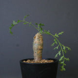 P.パルビフローラム（実生）　EC1764