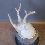 【宮島將實陶器鉢】P.グラキリス 1960