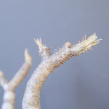 【宮島將實陶器鉢】P.グラキリス 1960