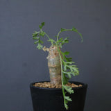 P.パルビフローラム（実生）　EC1764