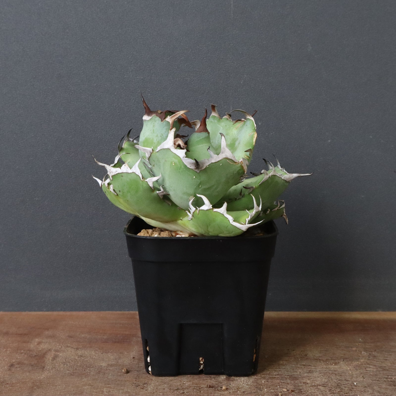 アガベ アガベ チタノタ 黒鯨 | GREEN LUCK