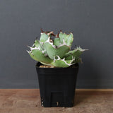 アガベ 黒鯨 EC747