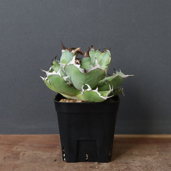 アガベ 黒鯨 EC747