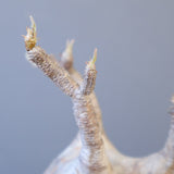 【宮島將實陶器鉢】P.グラキリス 1960