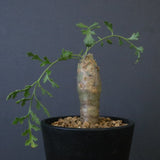 P.パルビフローラム（実生）　EC1764