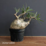 P.グラキリス 562