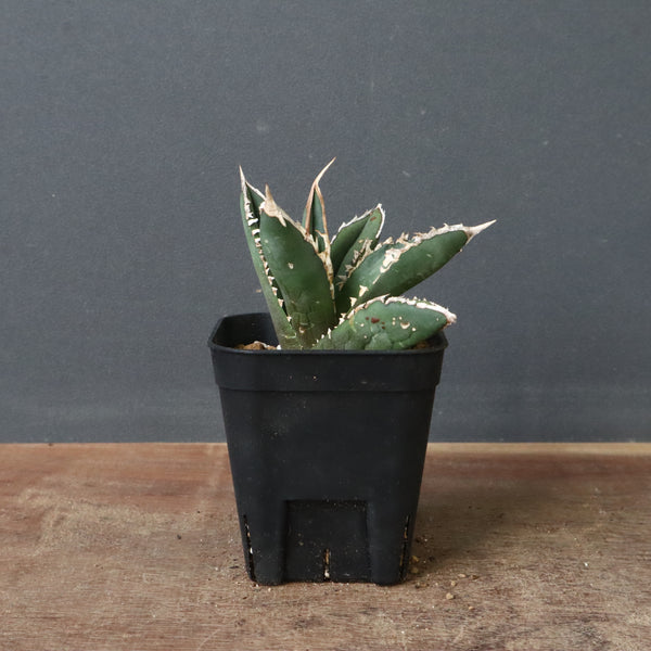 アガベ 狼人 EC738