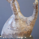 【宮島將實陶器鉢】P.グラキリス 1960