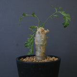 P.パルビフローラム（実生）　EC1764