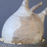 【宮島將實陶器鉢】P.グラキリス 1960