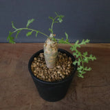 P.パルビフローラム（実生）　EC1764