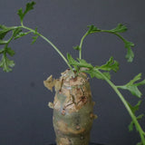 P.パルビフローラム（実生）　EC1764