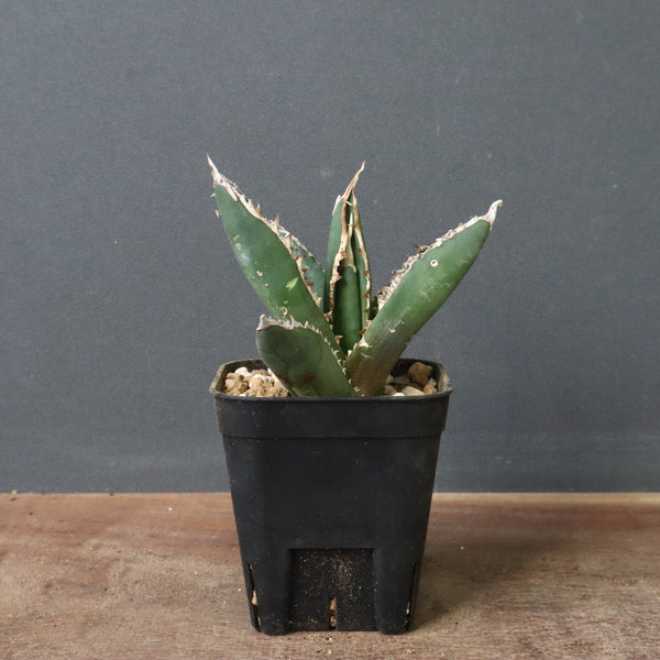 IMG_4805_600x600_crop_center.