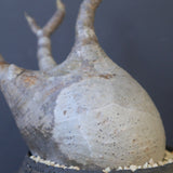 【宮島將實陶器鉢】P.グラキリス 1960