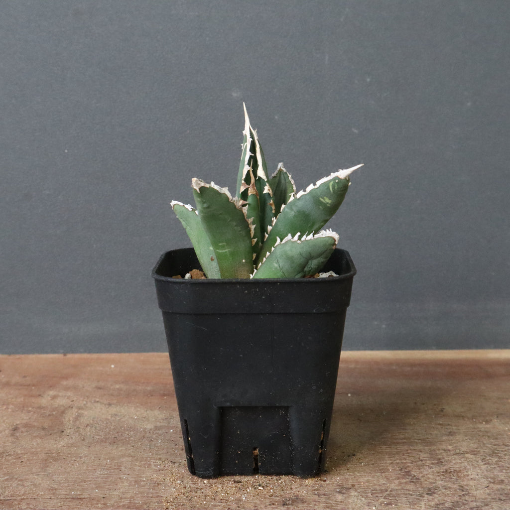 アガベ 狼人 EC736 – TaiShoDo ONLINE SHOP