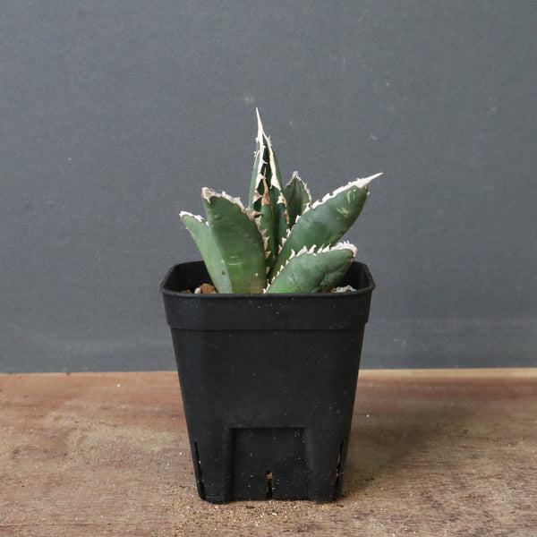 アガベ 狼人 EC736