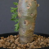 P.パルビフローラム（実生）　EC1764