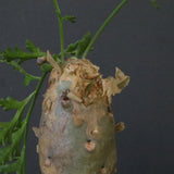 P.パルビフローラム（実生）　EC1764