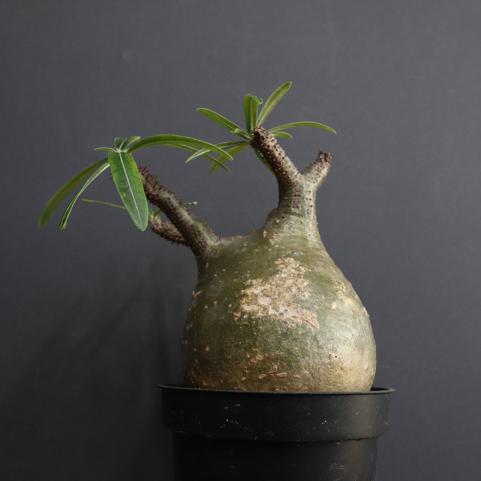 P.グラキリス 1297 – TaiShoDo ONLINE SHOP