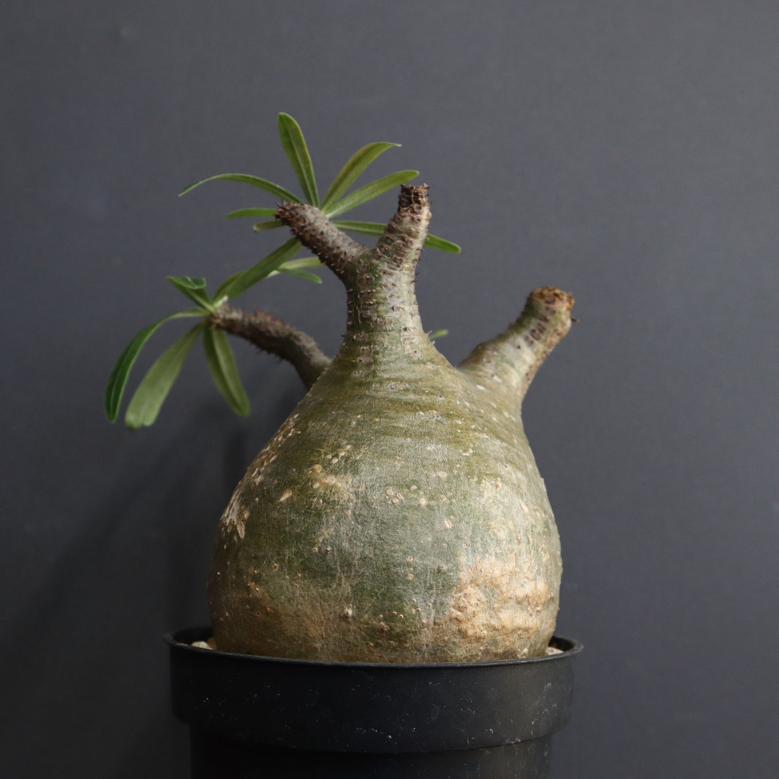 アツ　グラキリス P.グラキリス 1297 – TaiShoDo ONLINE SHOP