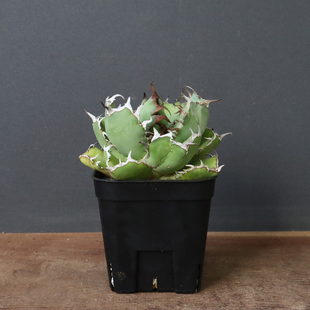 アガベ SEGAO 新作登場，定番人気】 【Lj_plants】Z91 アガベ チタノタ 綠鯨 極上強