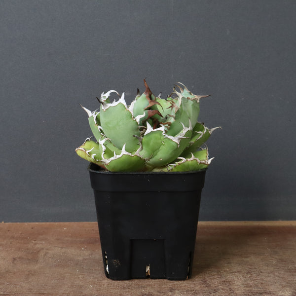 アガベ 黒鯨 EC746