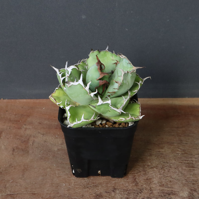 アガベ 黒鯨 EC746