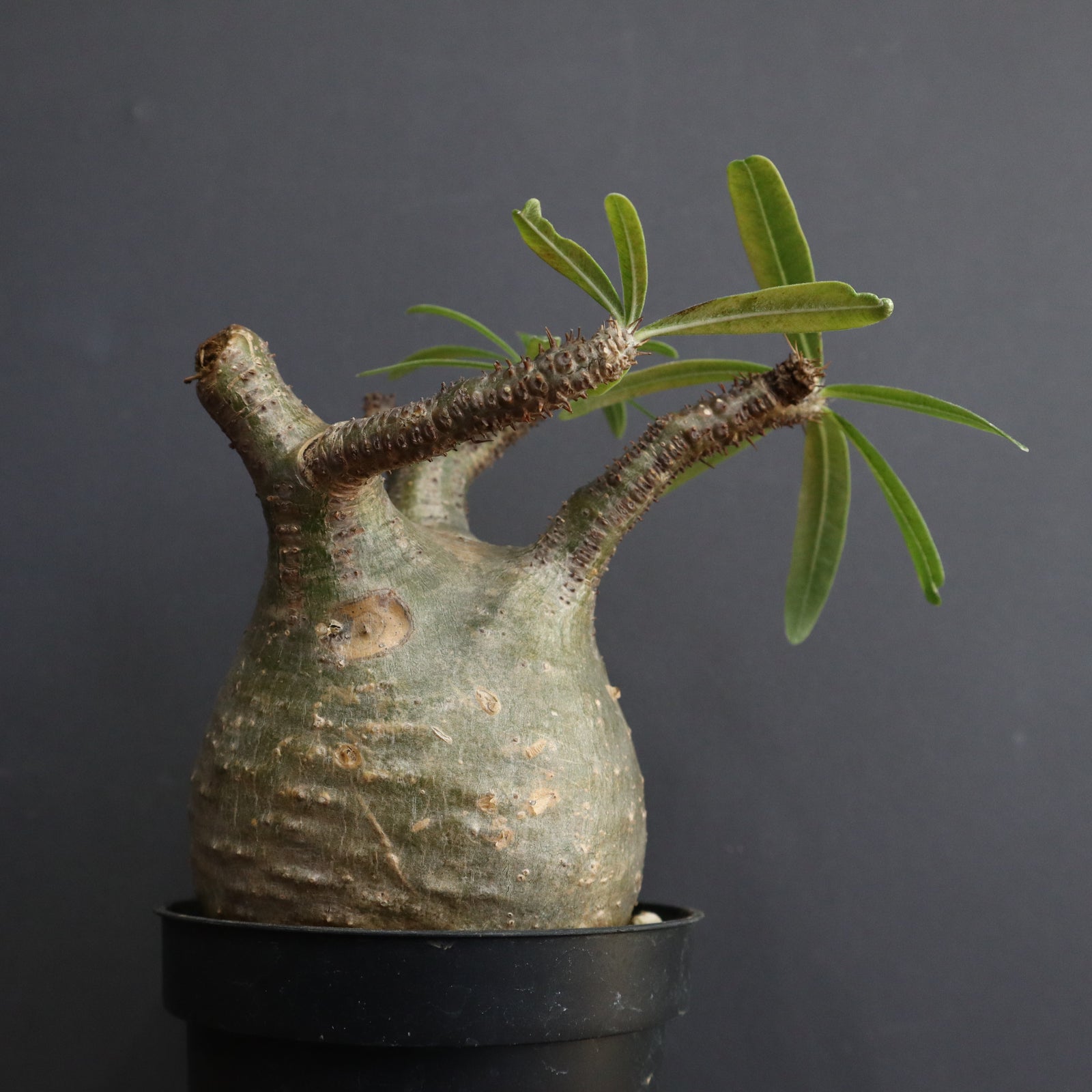 P.グラキリス 1297 – TaiShoDo ONLINE SHOP