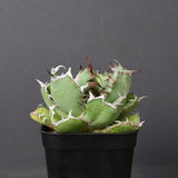 アガベ 黒鯨 EC746