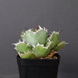 アガベ 黒鯨 EC746