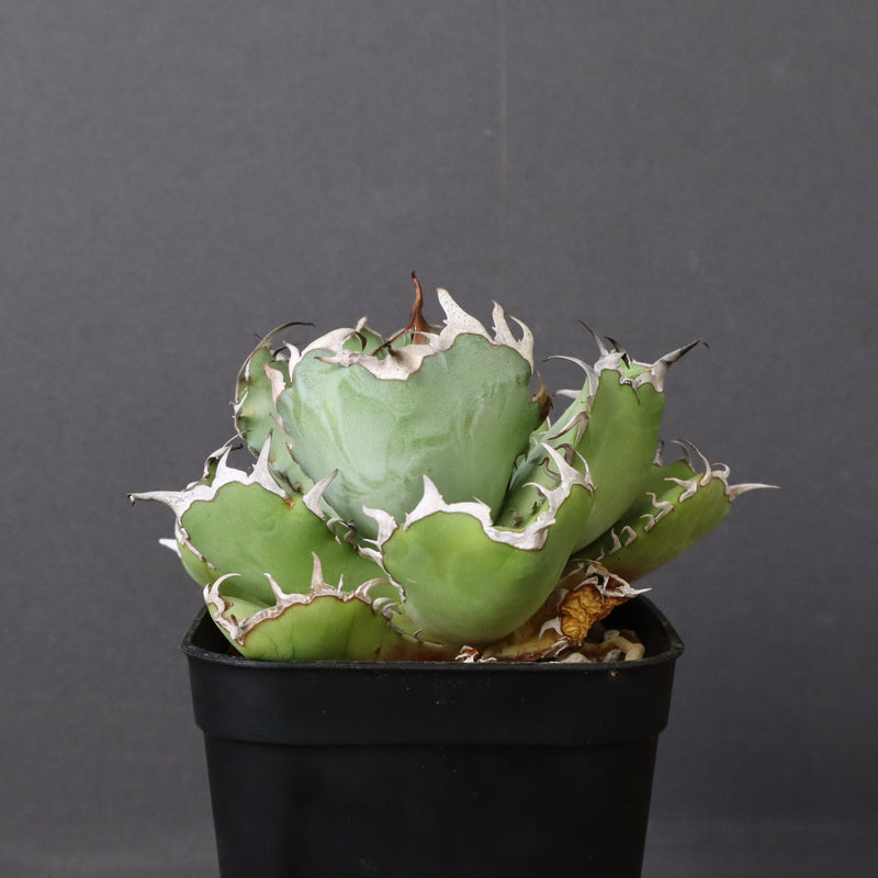 アガベ 黒鯨 EC746