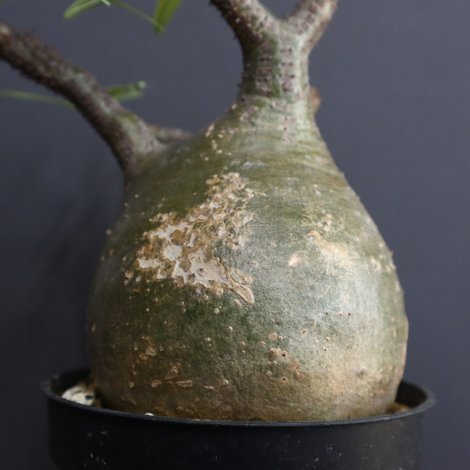 P.グラキリス 1297 – TaiShoDo ONLINE SHOP