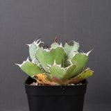 アガベ 黒鯨 EC746