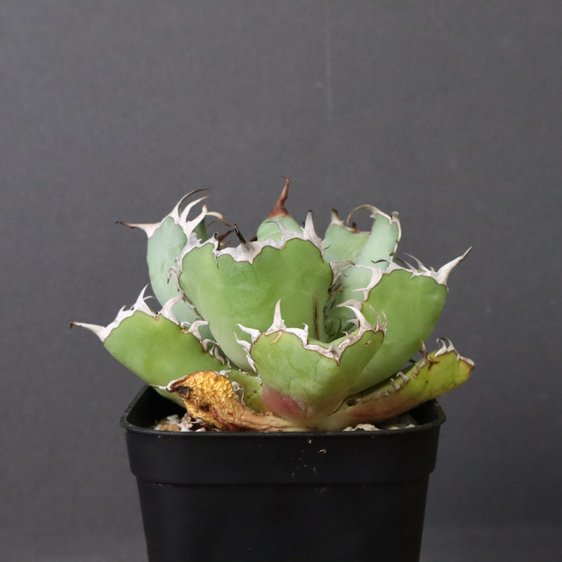 アガベ 黒鯨 EC746